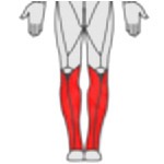 Shoulders icon