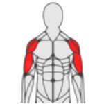 Shoulders icon